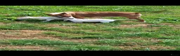 Bull Terrier dogs for sale: 2 female bull terriers ready for new home in Dunfermline - Advert 9