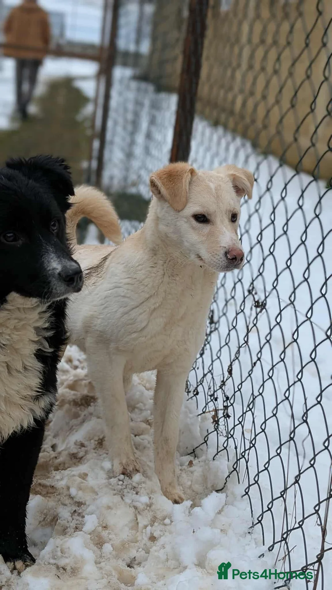 Mixed Breed dogs for adoption: Baileys for adoption in Saint Leonards-on-sea - Advert 1