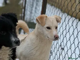 Mixed Breed dogs Baileys for adoption - Advert 1