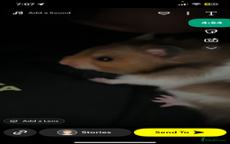 Worms invertebrates for sale: syrain hamster  - Image 1
