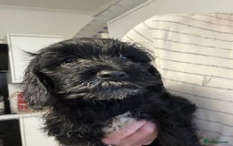 Mixed Breed dogs for sale: Last cocker / cavapoo puppies available  - Image 1