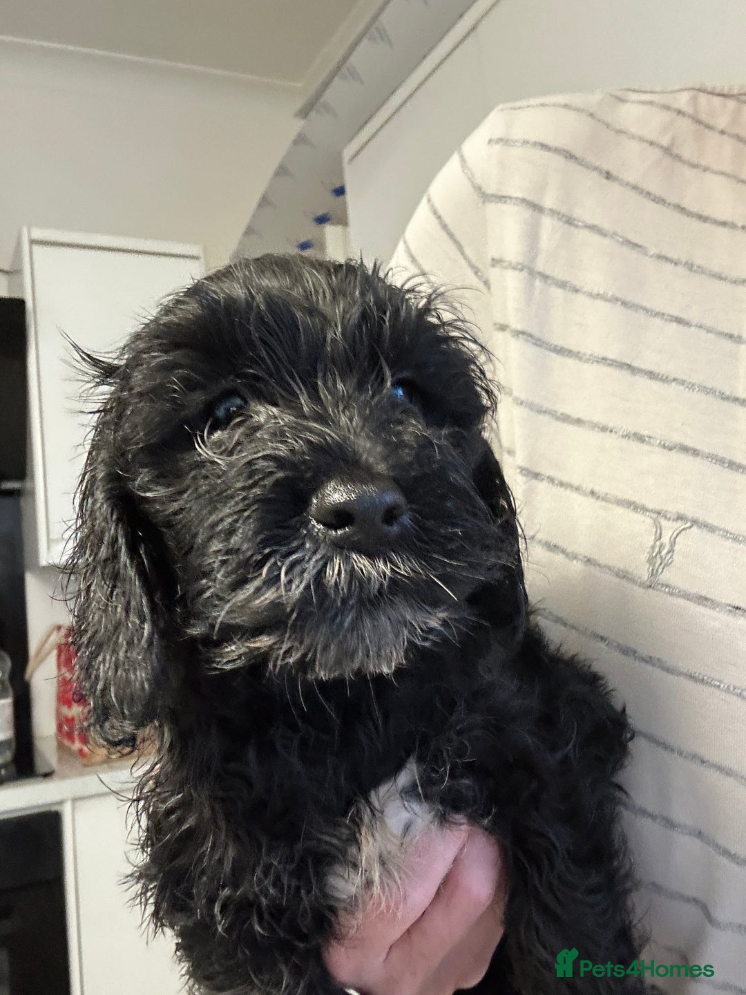 Mixed Breed dogs for sale: Last cocker / cavapoo puppies available  - Image 1