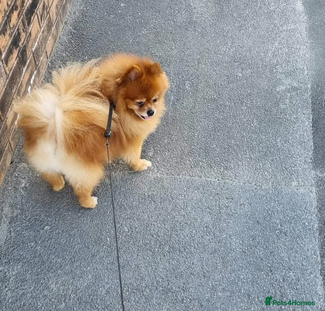 Pomeranian dogs for sale: Beautiful Pomeranian puppie male - Advert 12
