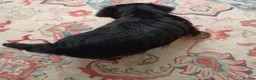 Yorkshire Terrier dogs for sale: 2 beautiful boys Yorkies dad kc registered  - Advert 6