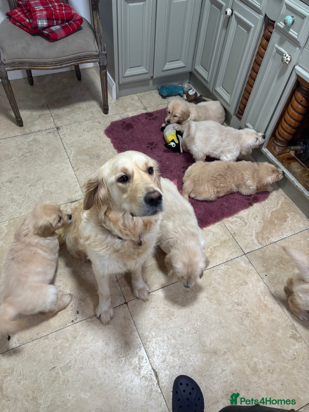 Golden Retriever dogs for sale: Golden retriever puppies  - Advert 26