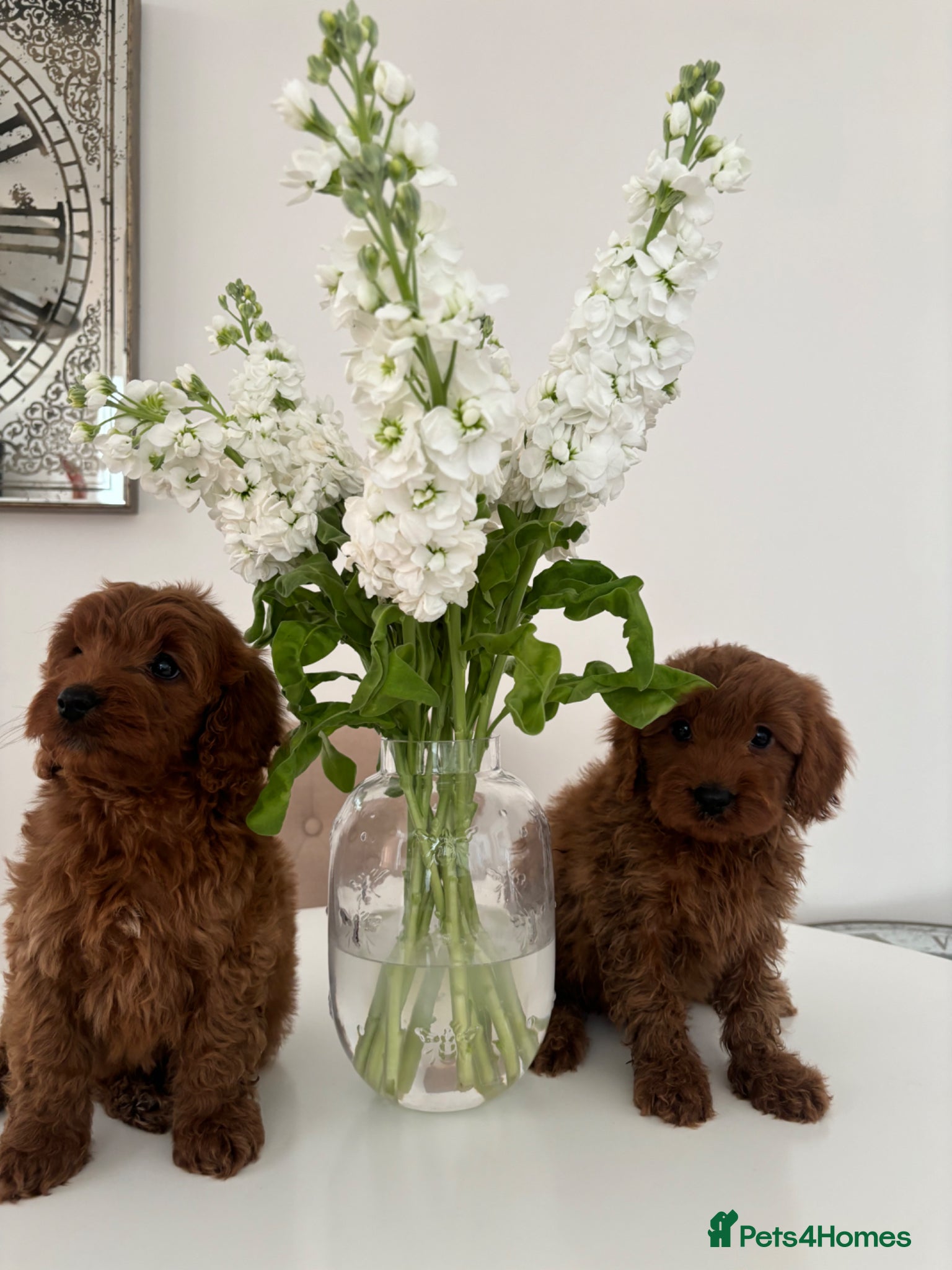 Cavapoo dogs F1 fox red CAVAPOO puppies  - Advert 1