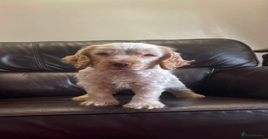 Cocker Spaniel dogs Beautiful cocker boy  - Advert 2