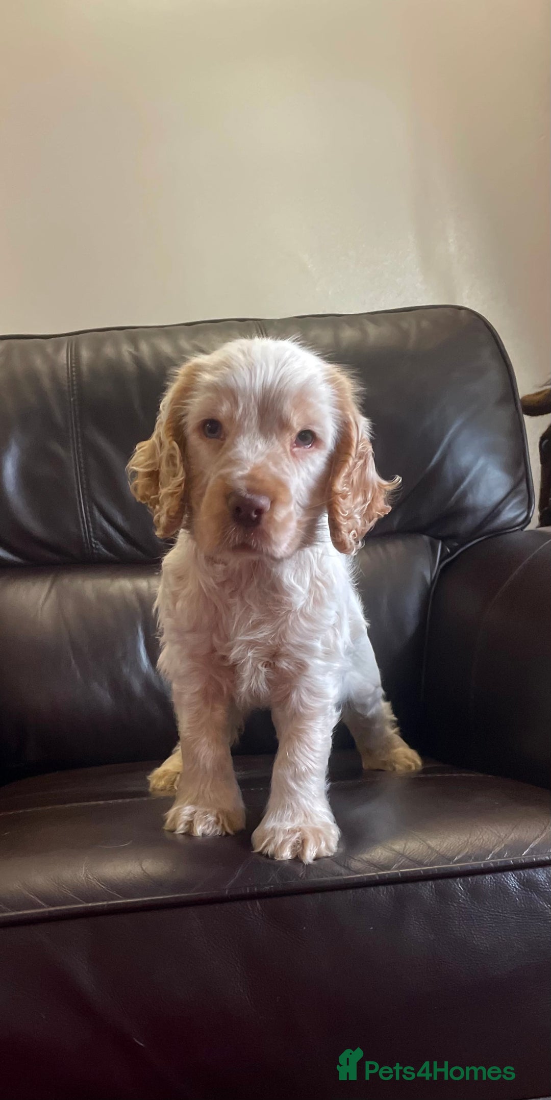 Cocker Spaniel dogs for sale: Beautiful cocker boy  - Advert 1
