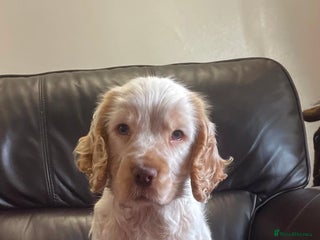 Cocker Spaniel dogs Beautiful cocker boy - Advert 1