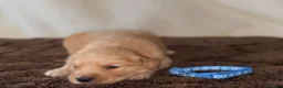 Golden Retriever dogs for sale: 🐾✨BEAUTIFUL GOLDEN RETRIEVER PUPS 🐾✨ in Maidstone - Advert 2