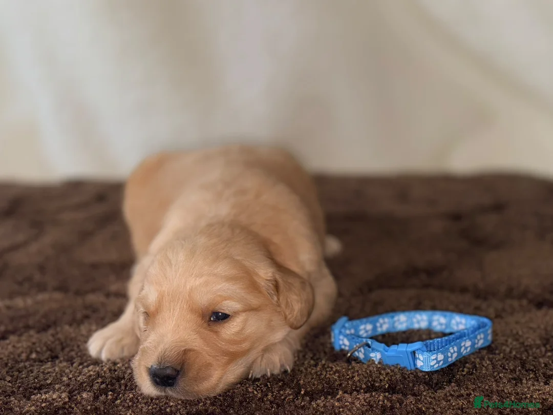Golden Retriever dogs for sale: 🐾✨BEAUTIFUL GOLDEN RETRIEVER PUPS 🐾✨ in Maidstone - Advert 2