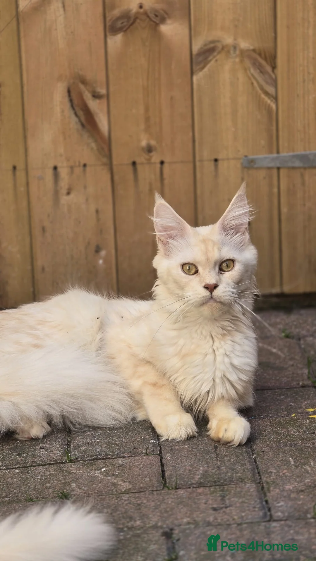 Maine Coon cats for sale: Female maine coon  - Advert 2