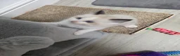 Ragdoll cats for sale: GCCF registered Ragdoll kittens  - Advert 31