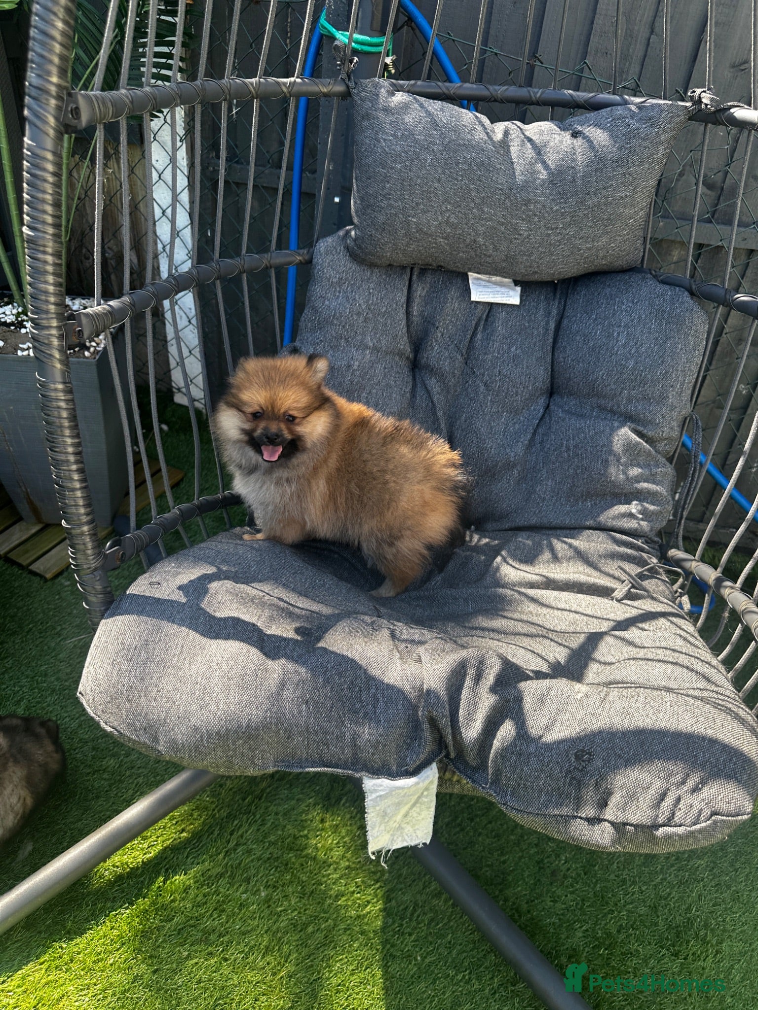 Pomeranian dogs Pomeranian female puppie - Advert 6