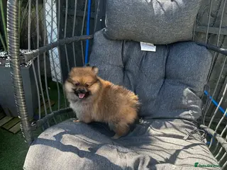 Pomeranian dogs Pomeranian female puppie - Advert 6