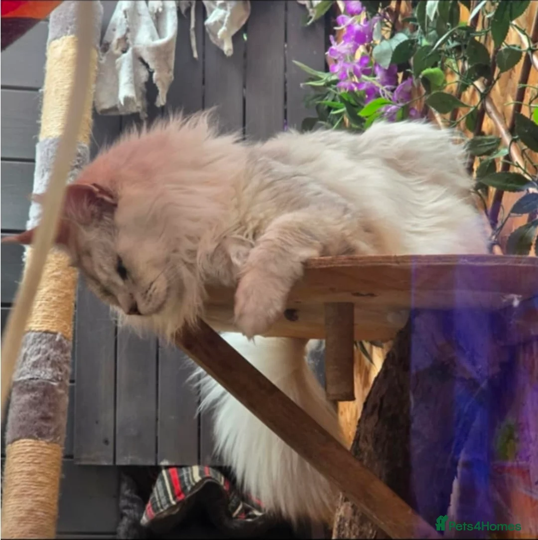 Maine Coon cats for stud: Shaded stud - Advert 2