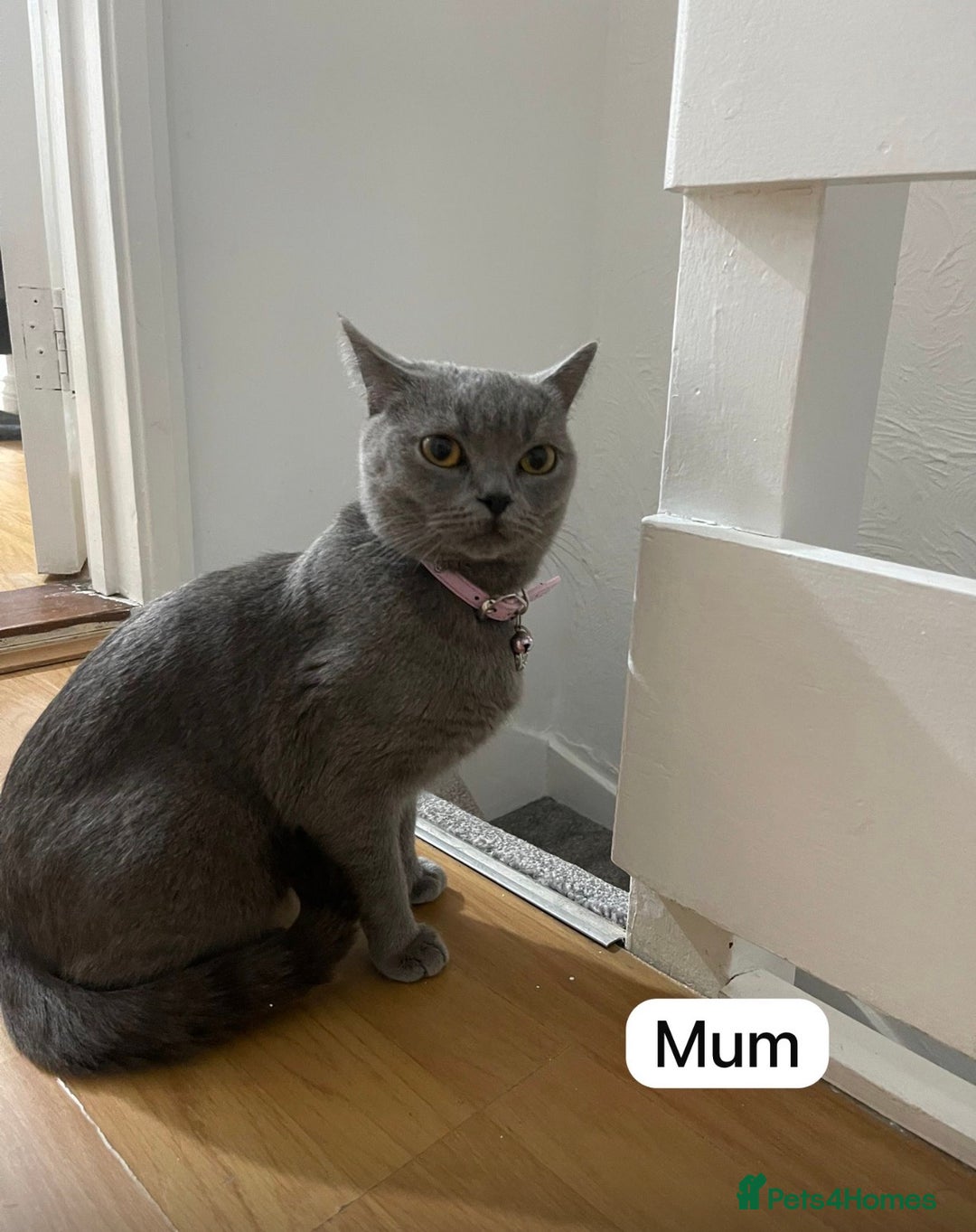 British Shorthair cats for sale: British short hair kittens for sale - Advert 6