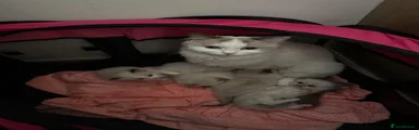 Ragdoll Kitten 8