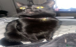 Domestic Shorthair cats for sale: Bella black shorthair domestic  - Image 1