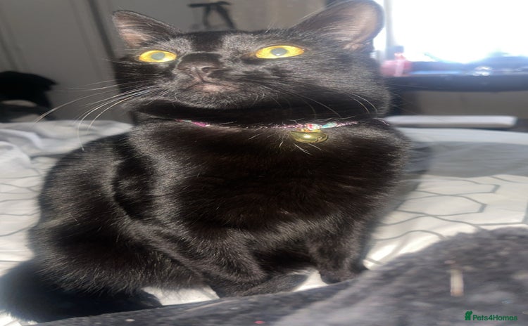 Domestic Shorthair cats - Advert 9