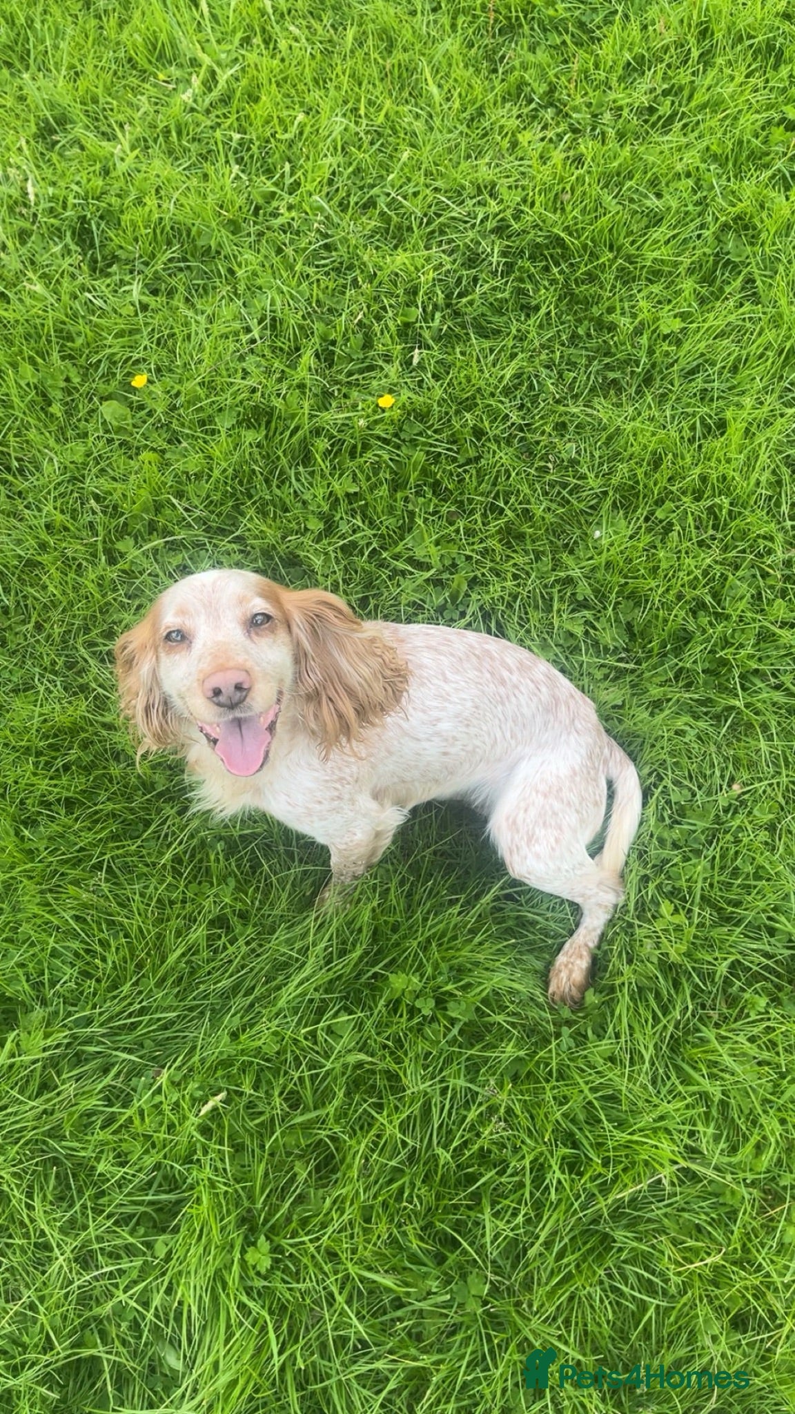 Cocker Spaniel dogs Cocker spaniel  - Advert 5