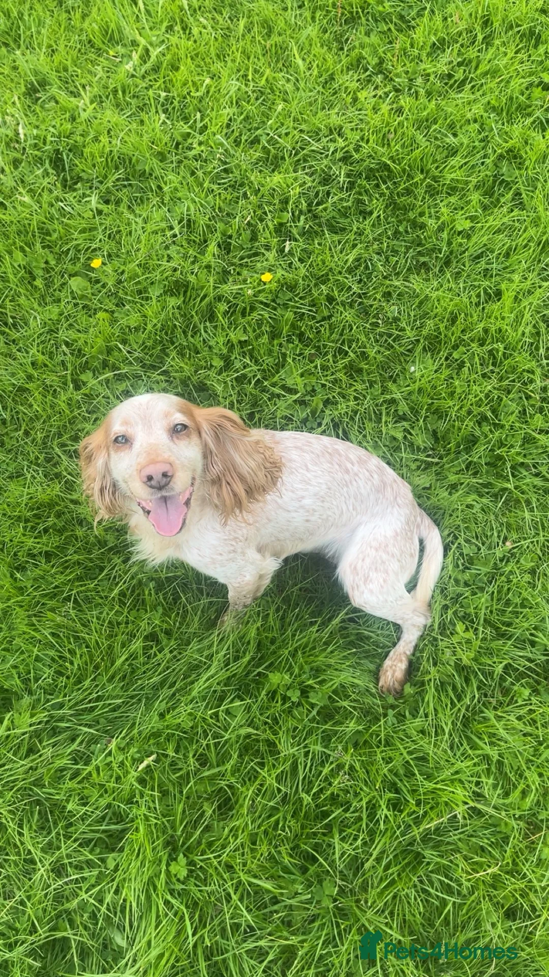 Cocker Spaniel dogs for sale: Cocker spaniel  - Advert 1