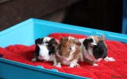Guinea Pig rodents for sale: Peruvian long haired Babies - Advert 9