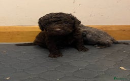 Labradoodle dogs for sale: 🐾Stunning Miniature Labradoodle F1b Puppies🐾  - Image 2