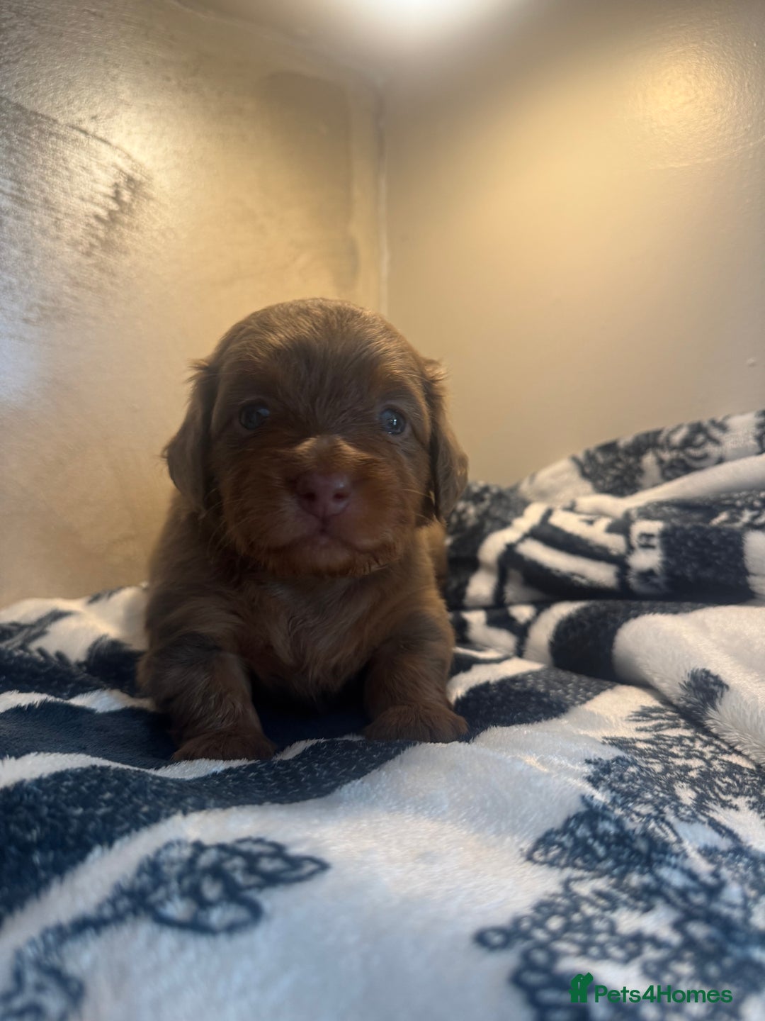 Miniature Dachshund dogs for sale: 3 Beautiful miniature longhair dachshund puppies - Image 15