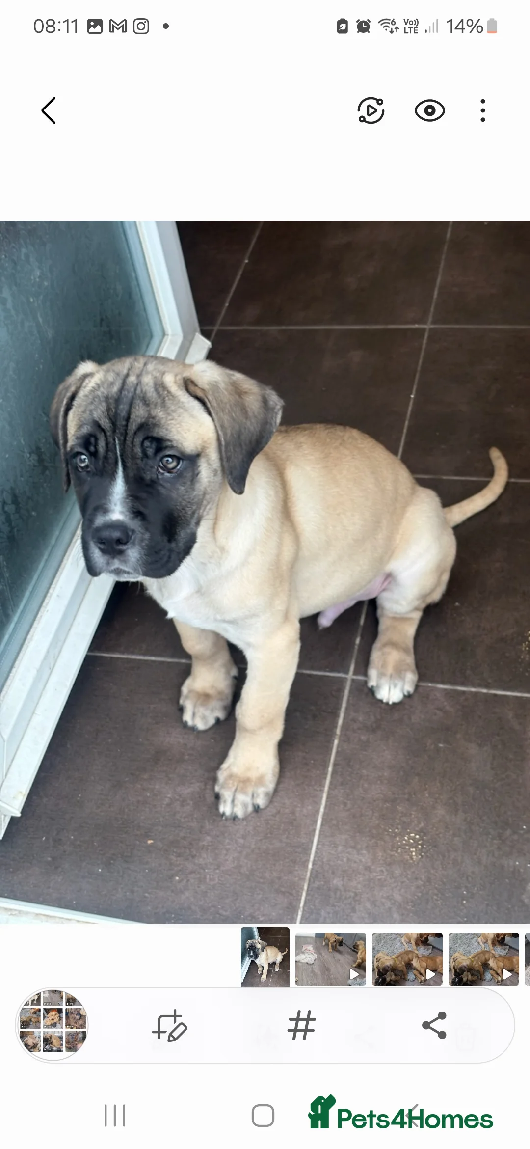 Cane Corso dogs for sale: Cane corso - Advert 2