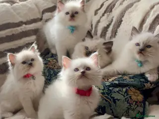 Ragdoll cats Gccf Anne Baker lines champion Ragdoll kittens - Advert 4