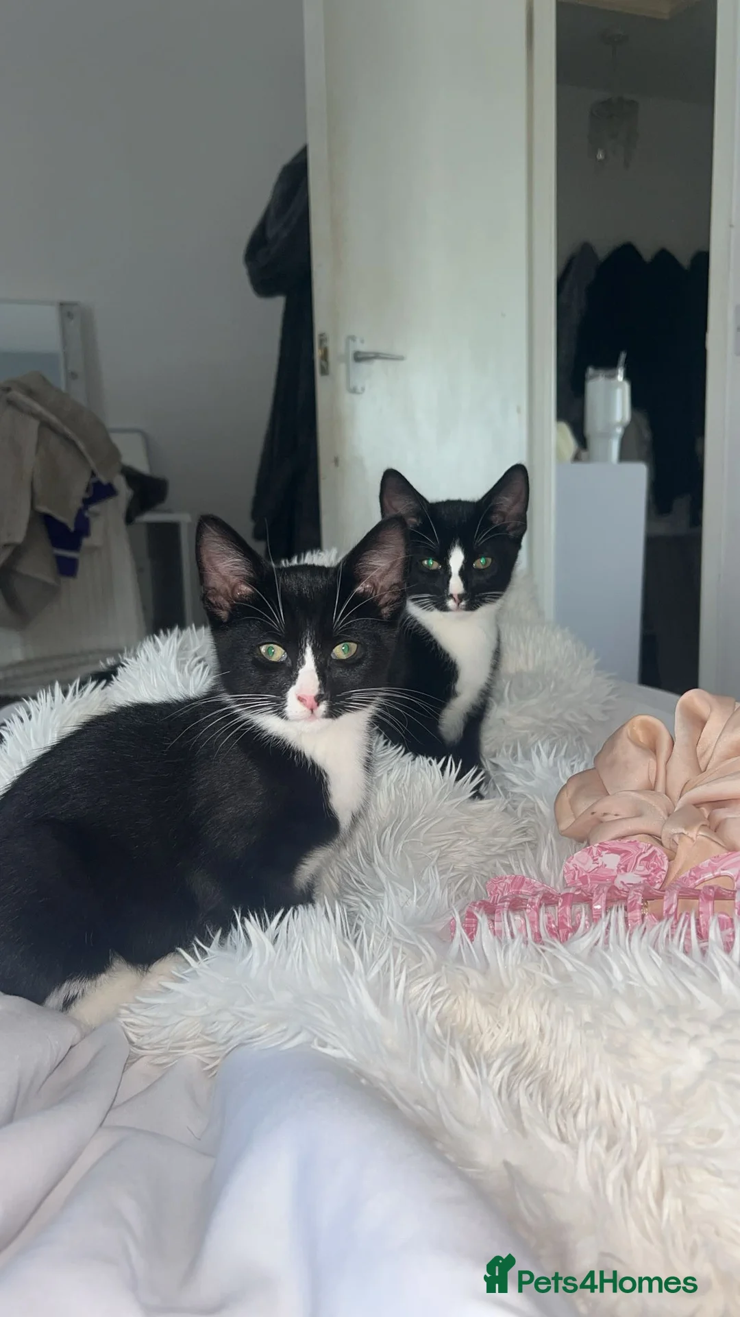 Mixed Breed cats for sale: 2 precious boy kittens  - Advert 6