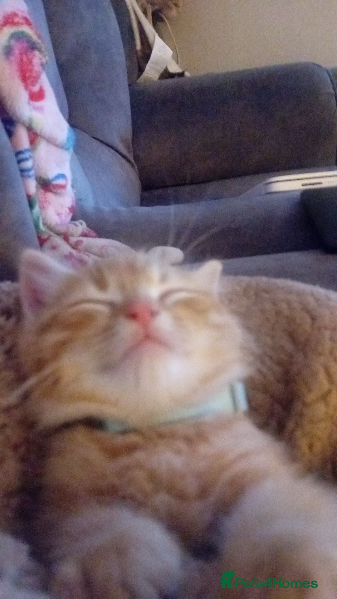 Mixed Breed cats for sale: 9 week old bby boy  - Image 4