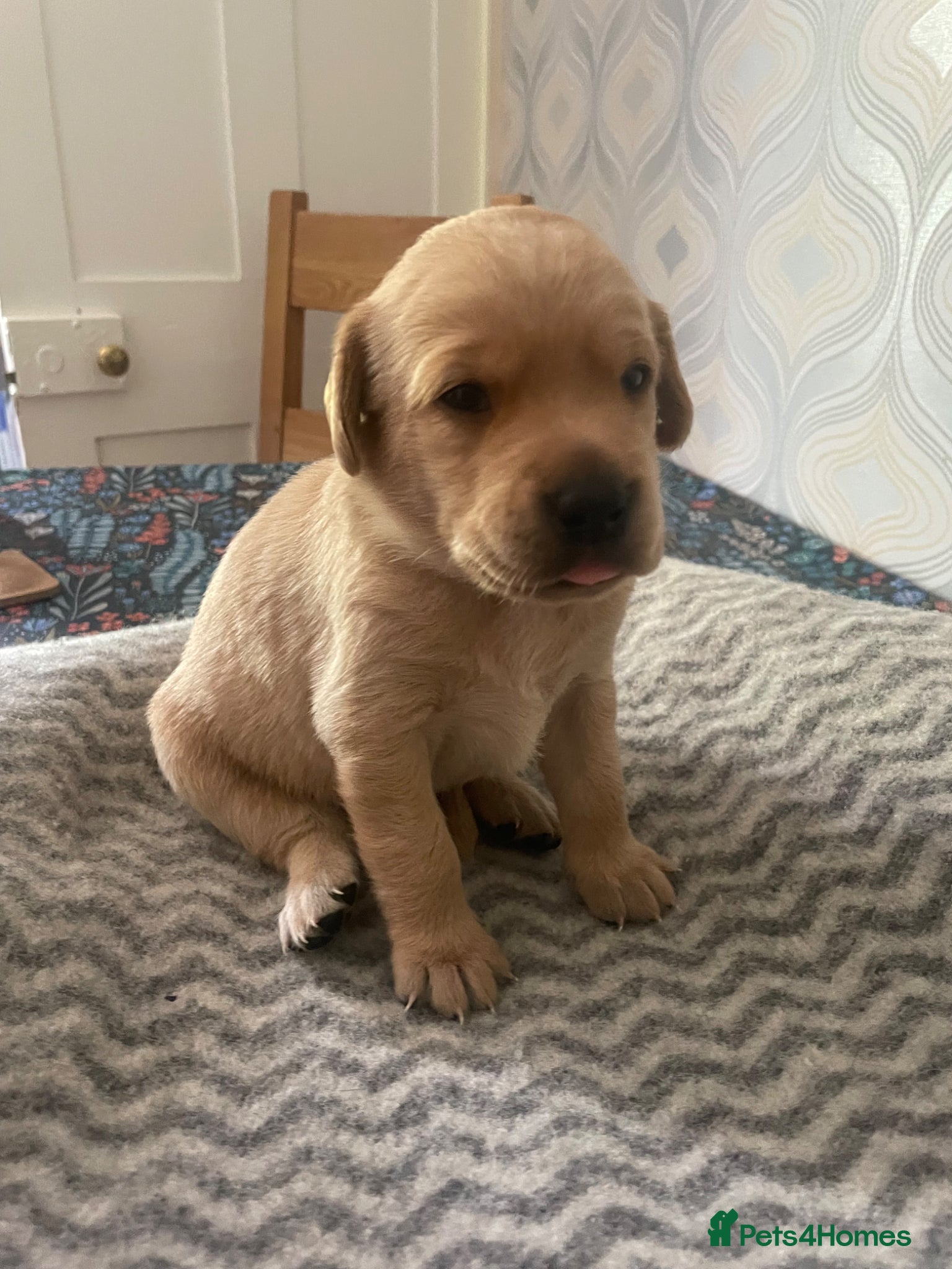 Labrador Retriever dogs KC Registered Health Tested Labrador Puppies - Advert 2