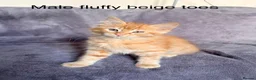 Mixed Breed cats for sale: Ginger kittens - Advert 12