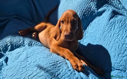 Hungarian Vizsla dogs for sale: Beautiful Hungarian Vizsla Puppies  in Sheerness - Image 17