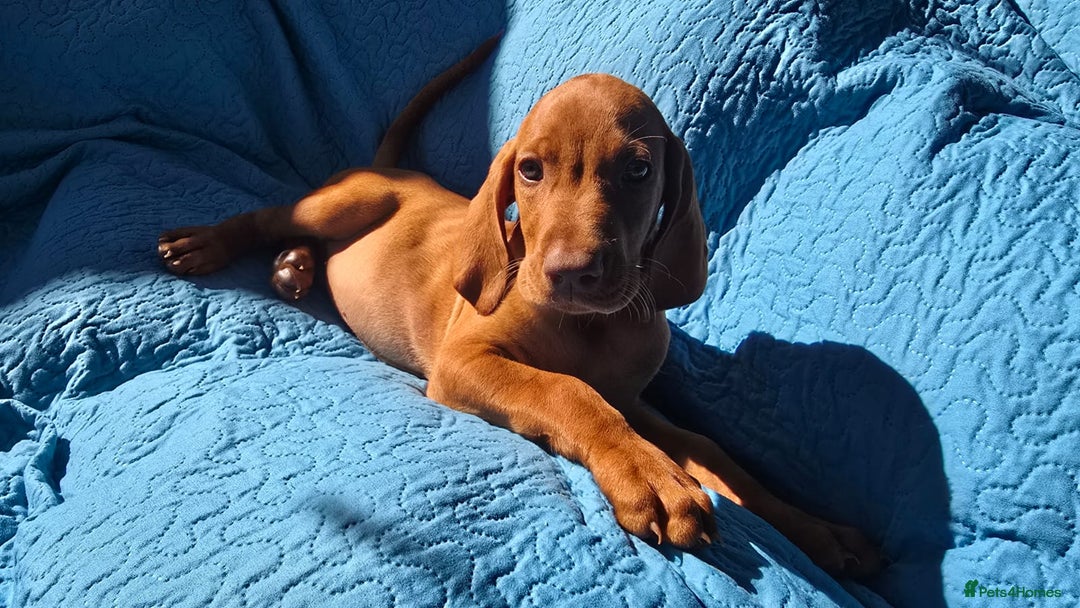 Hungarian Vizsla dogs for sale: Beautiful Hungarian Vizsla Puppies  in Sheerness - Image 17