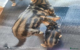 Bengal cats for sale: Adorable Brown Marble Bengal Kittens  - Image 6