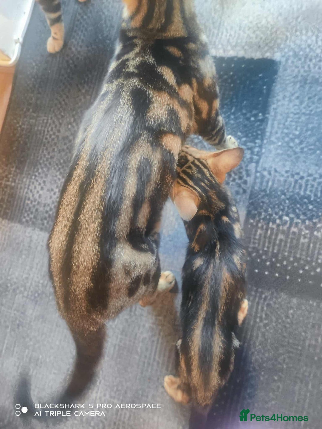 Bengal cats for sale: Adorable Brown Marble Bengal Kittens  - Image 6