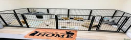 French Lop rabbits for sale: Reggie & Ronnie (Brothers)  in Blackburn - Advert 6