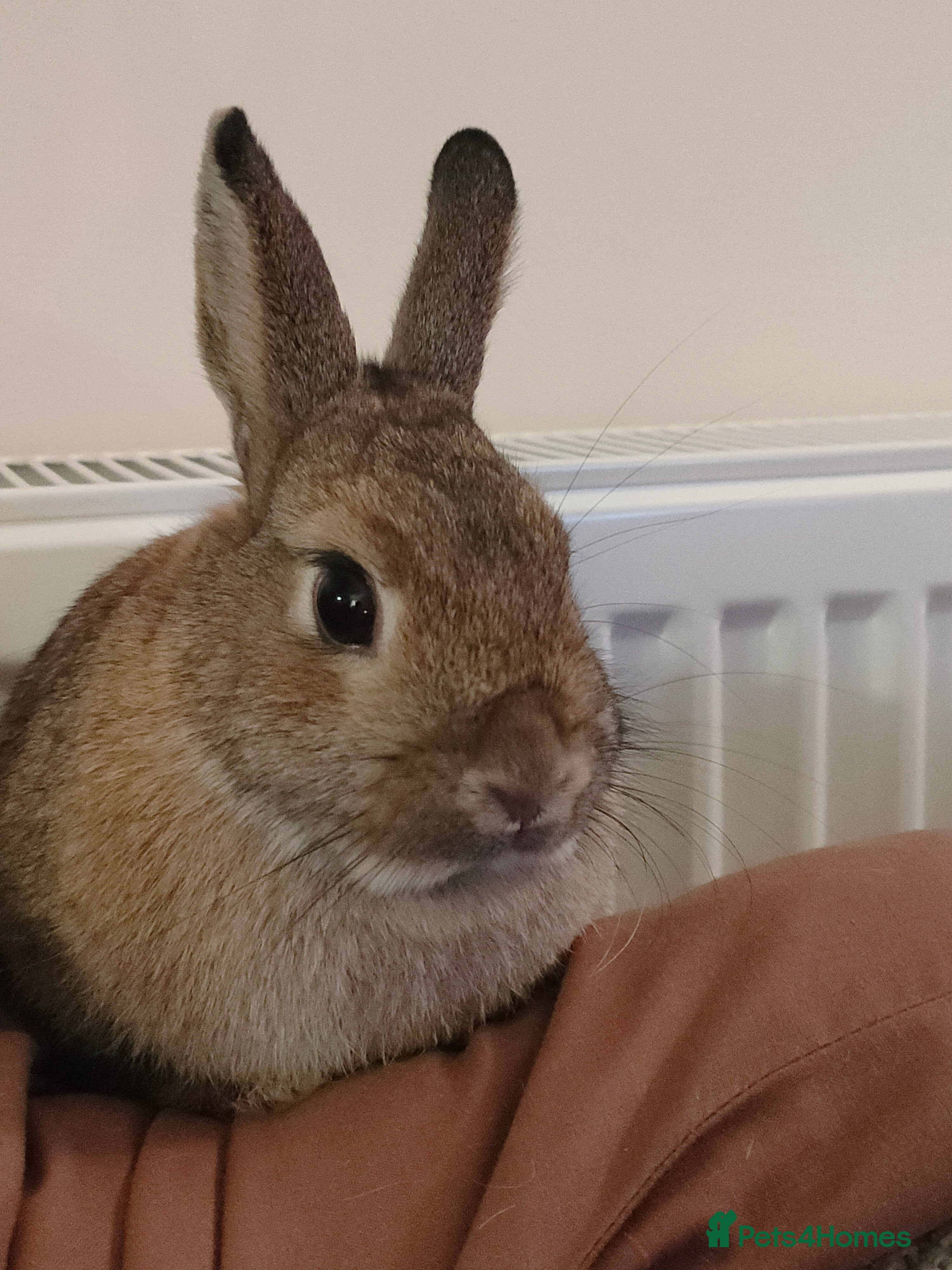 Netherland Dwarf rabbits Female Neutered Rabbit - Advert 1