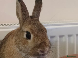 Netherland Dwarf rabbits Female Neutered Rabbit - Advert 1