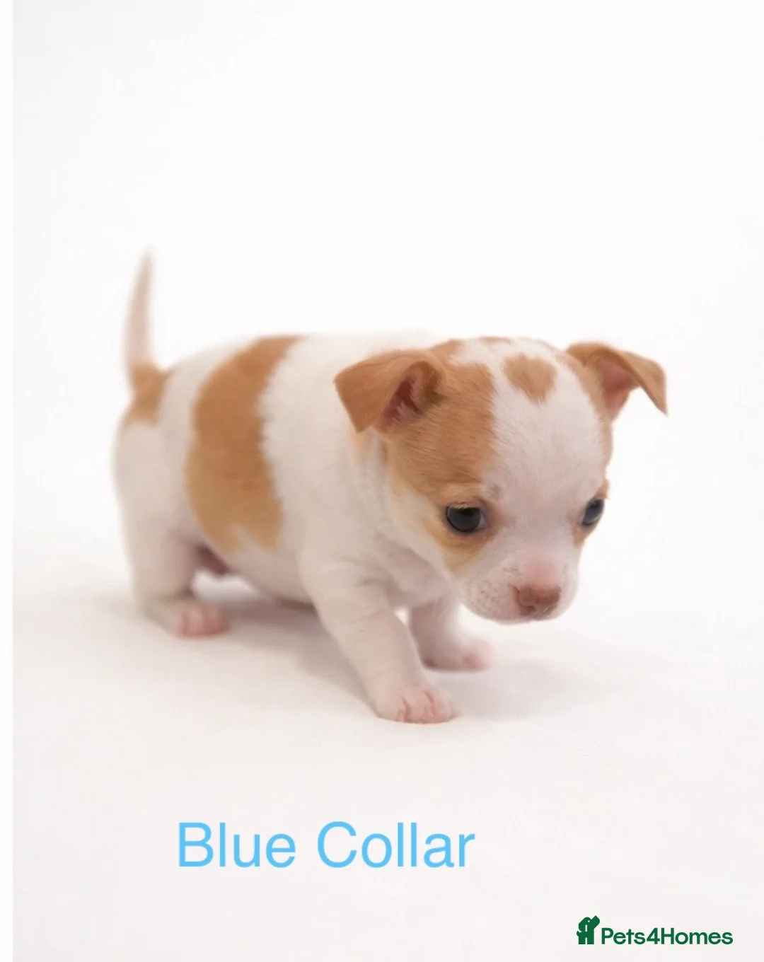 Chihuahua dogs for sale: Beautiful Chihuahua pups 1 Boy left  - Advert 18