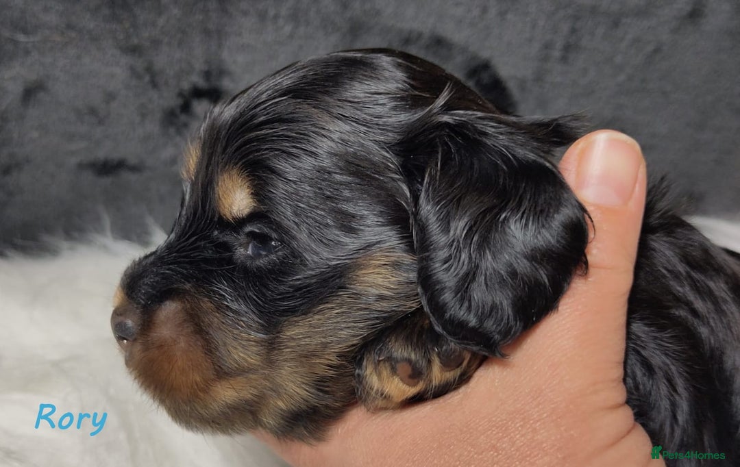 Miniature Dachshund dogs for sale: KC Health tested Licensed breeder 12 years exp - Image 18