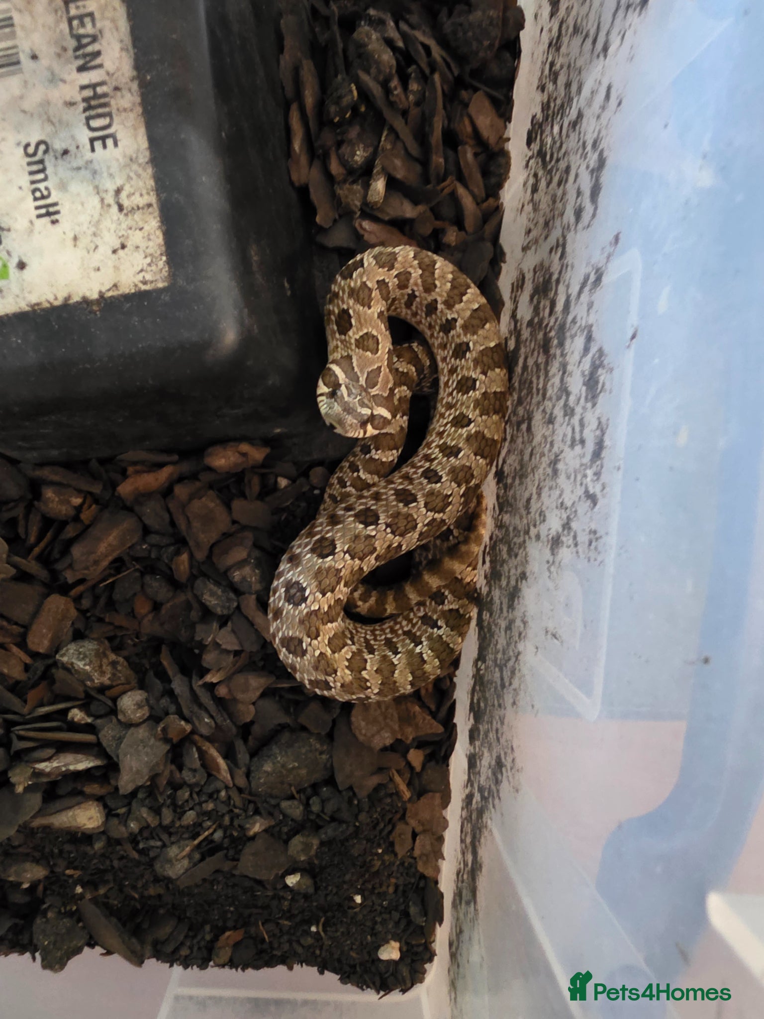 Mixed Breed reptiles Hognose snakes for sale - Advert 18
