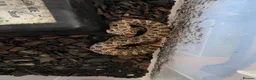 Mixed Breed reptiles for sale: Various snakes with set ups for sale in Andover - Advert 7