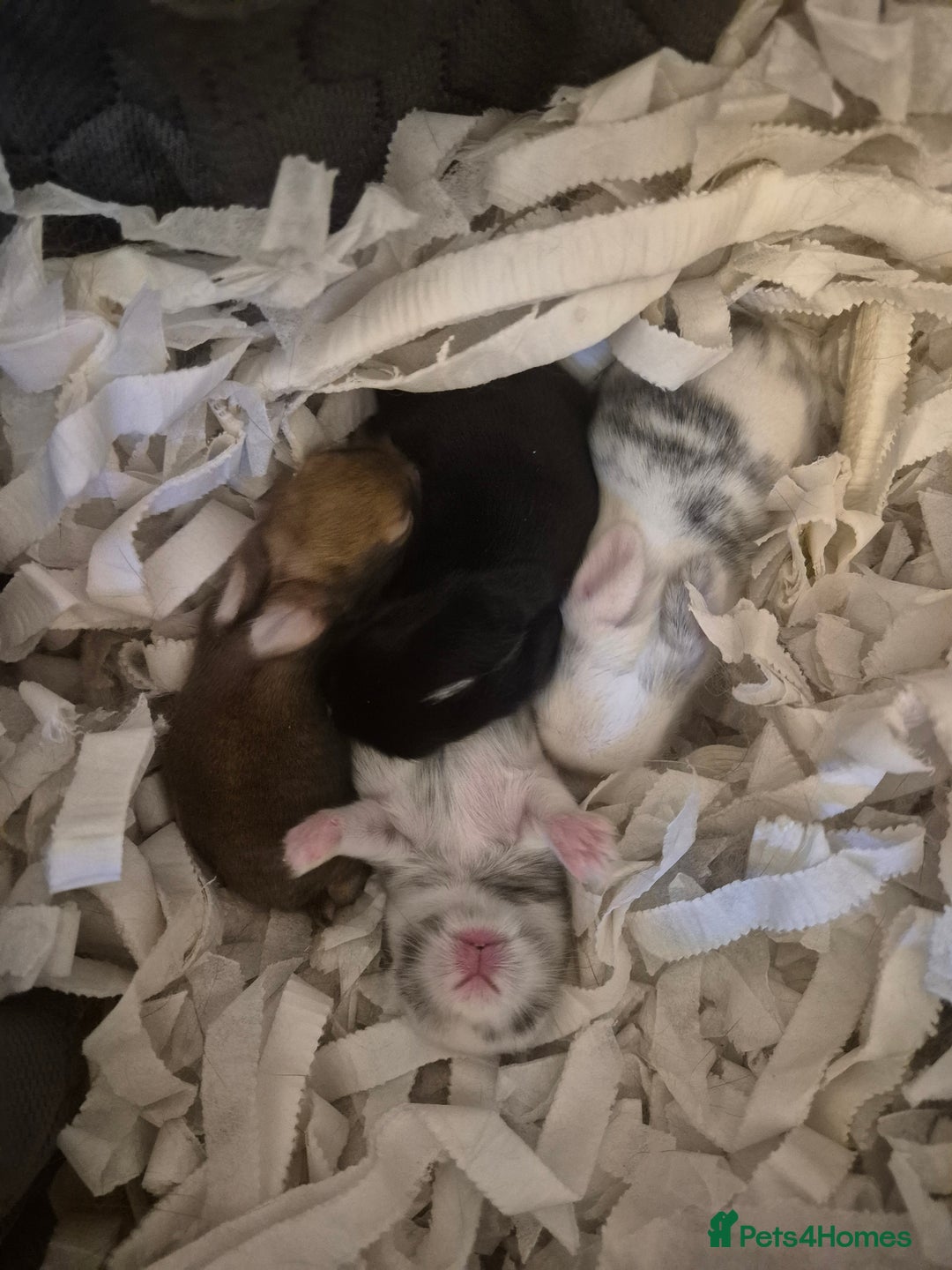 Mixed Breed rabbits for sale: Lionhead/lop rabbits - Advert 4