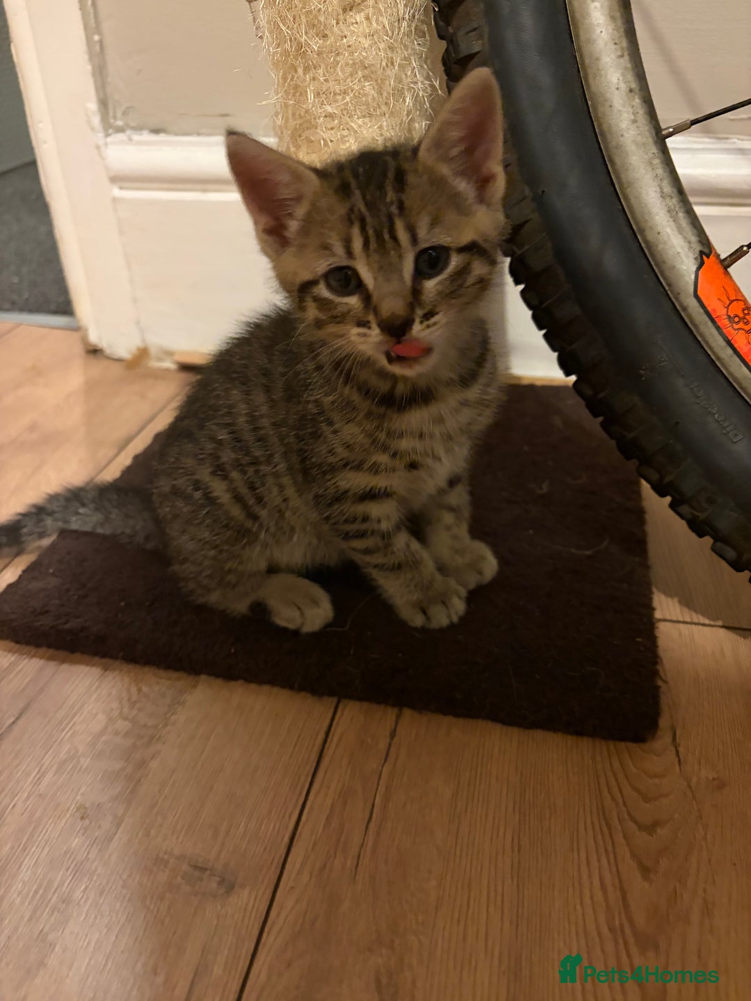 Mixed Breed cats for sale: 4 beautiful kittens  - Image 7