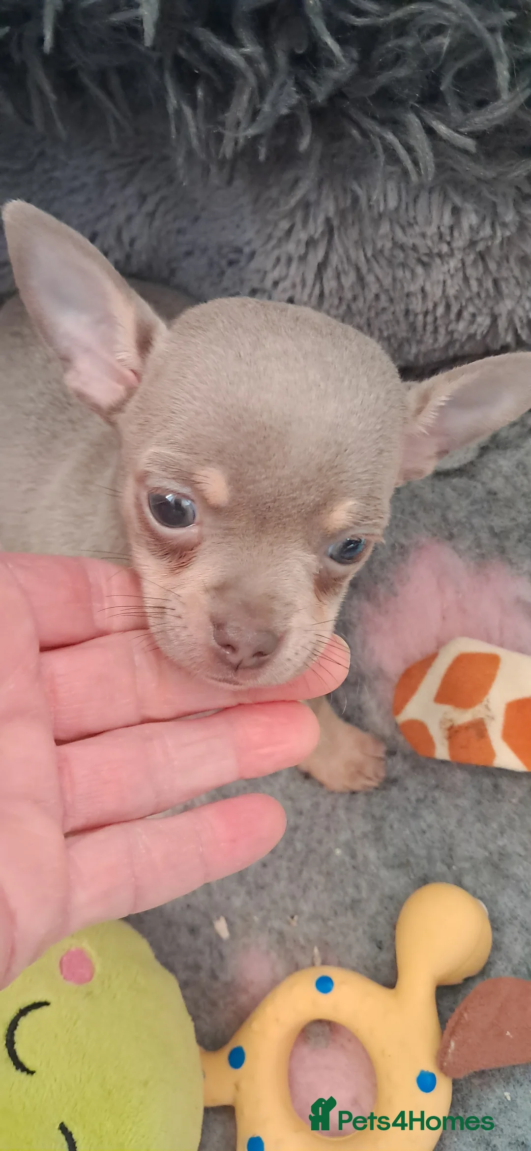 Mixed Breed dogs for sale: Beautiful Babies  - Advert 6