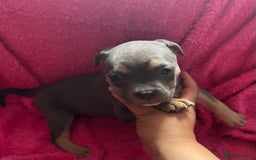 Mixed Breed dogs for sale: Beautiful chunky bully cross staffy pups tri /fawn - Image 4